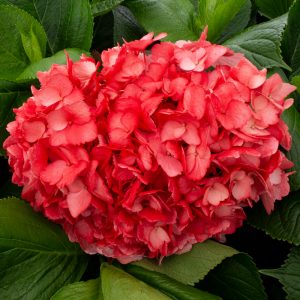 HORTENSIA ROJA