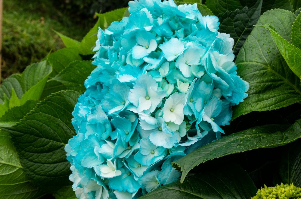 HORTENSIA TURQUESA - Imagen 2