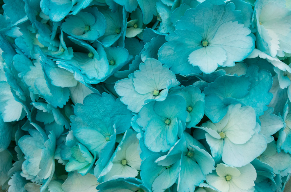 HORTENSIA TURQUESA - Imagen 3