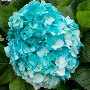 HORTENSIA TURQUESA