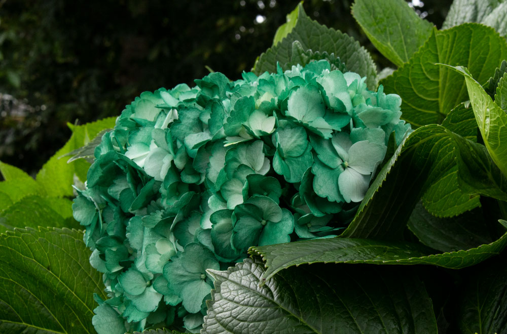 HORTENSIA VERDE MATE - Imagen 2
