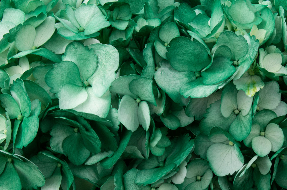 HORTENSIA VERDE MATE - Imagen 3