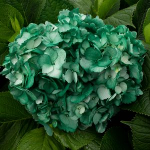 HORTENSIA VERDE MATE