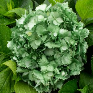 HORTENSIA VERDE METALIZADA